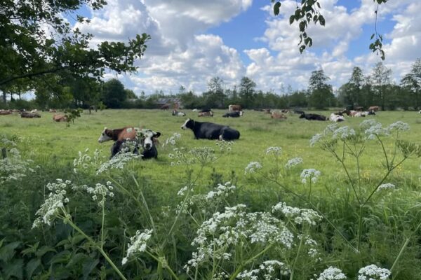 Boerderijdienst / Vredesdienst