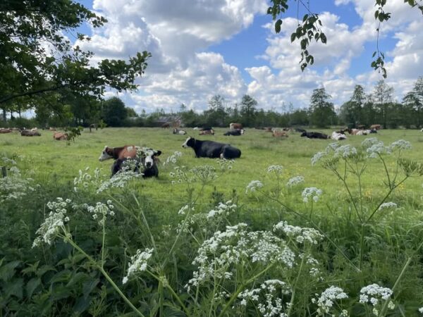 Boerderijdienst / Vredesdienst